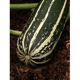 Striped Cocozelle Squash! Only 52 Days Till Harvest! Tender! 15 Seeds Comb