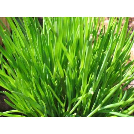 Fresh Garlic Chives Seeds | Fresh Garden  | NON-GMO | Hột Tỏi | 2025 Season - 200 seeds