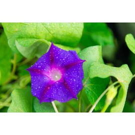 Morning Glory Grandpa OTT Nice Garden Flower by Seed Kingdom (60 Seeds)