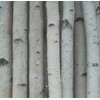 Four Thick White Birch Poles 7 ft