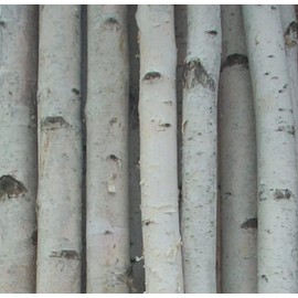 Four Thick White Birch Poles 7 ft