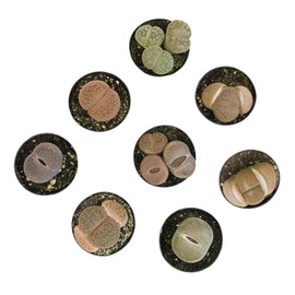 Altman Plants XL Giant Living Stones Succulents (8PK) Lithops Live Plants & Real Succulents, Pet Safe Plants & Live Succulent Plants, Pet Friendly Plants, Live Plants in 2.5" Pots with Succulent Soil