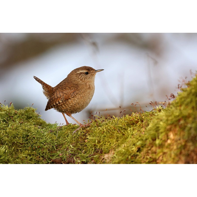Robin, Blackbird and Wren nest box