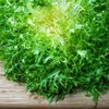 800 Frisee Endive Seeds for Planting Chicory Heirloom Non GMO