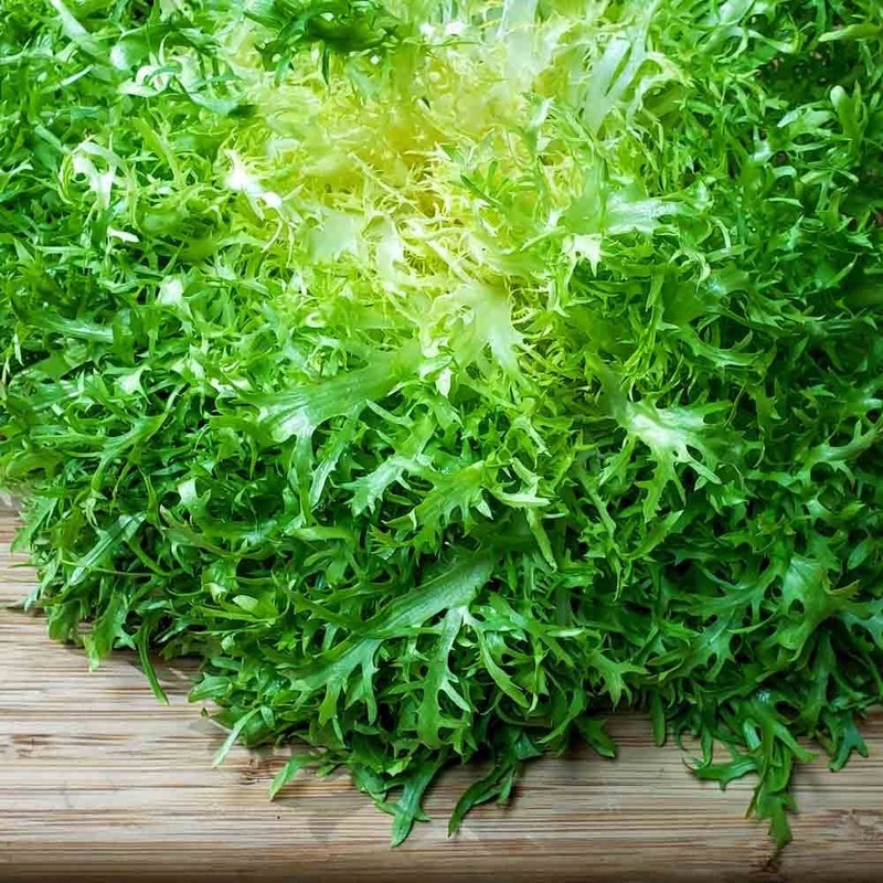 800 Frisee Endive Seeds for Planting Chicory Heirloom Non GMO