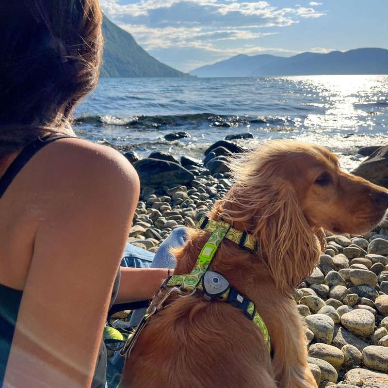 Max & Molly H-Harness – Kiwi, S