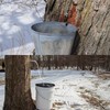 Maple Syrup Tapping Kit, Stainless Steel Maple Tree Taps Spiles,