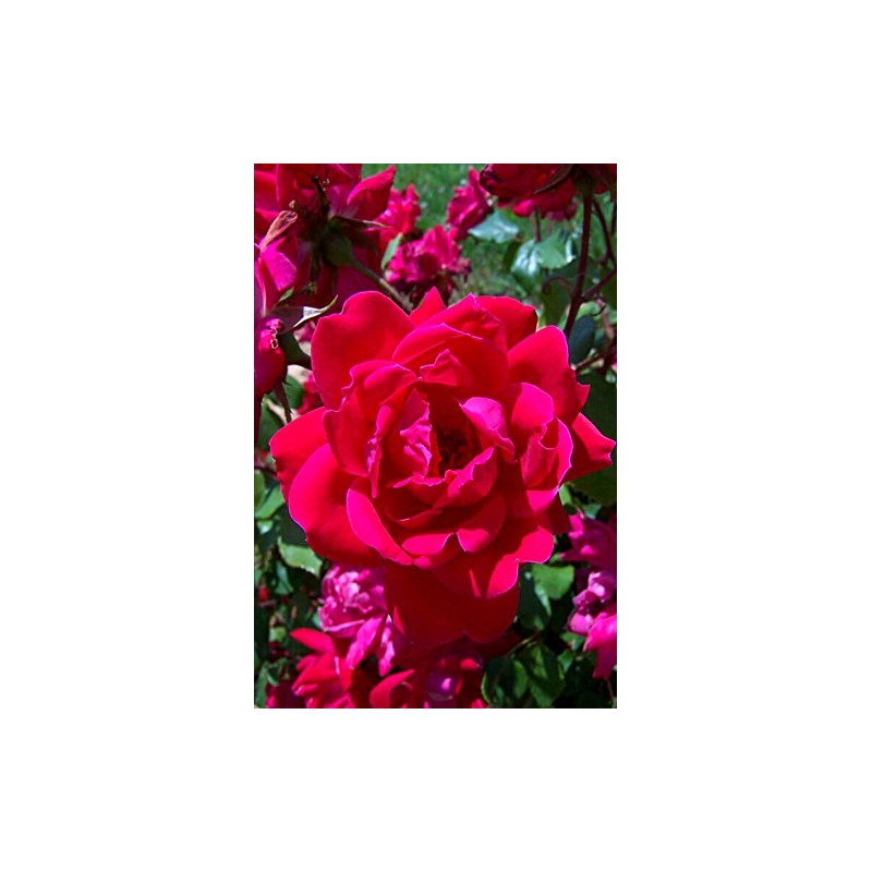 Root 98 Warehouse Knockout Double Red Rose, 1g