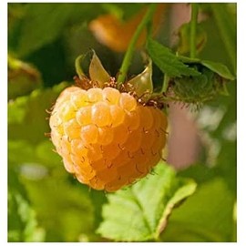 3 Anne Golden EverBearing Raspberry Plants - Large 2 Year Old Plant - Large Sweet