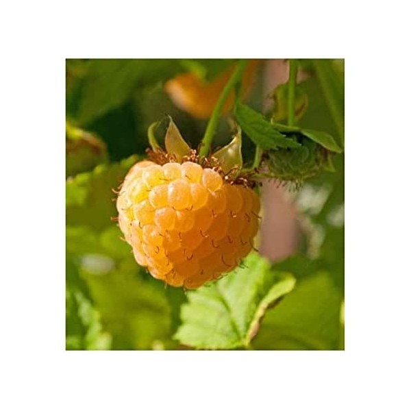 3 Anne Golden EverBearing Raspberry Plants - Large 2 Year Old Plant - Large Sweet