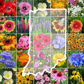 Eden Brothers Indiana Wildflower Mixed Seeds for Planting, 1 lb, 480,000+ Seeds with Sweet William, Cornflower | Attracts Pollinators, Plant in Spring or Fall, Zones