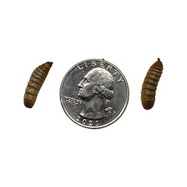 All About Feeders Black Soldier Fly Larvae 1000 Large