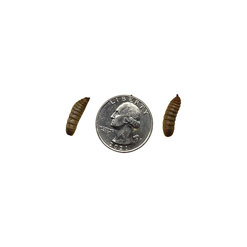 All About Feeders Black Soldier Fly Larvae 1000 Large