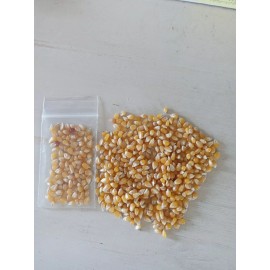 Flowers 100+ LADY FINGERS POPCORN SEEDS FRESH HARVEST FOR GARDENS, Organic NON-GMO, 2025