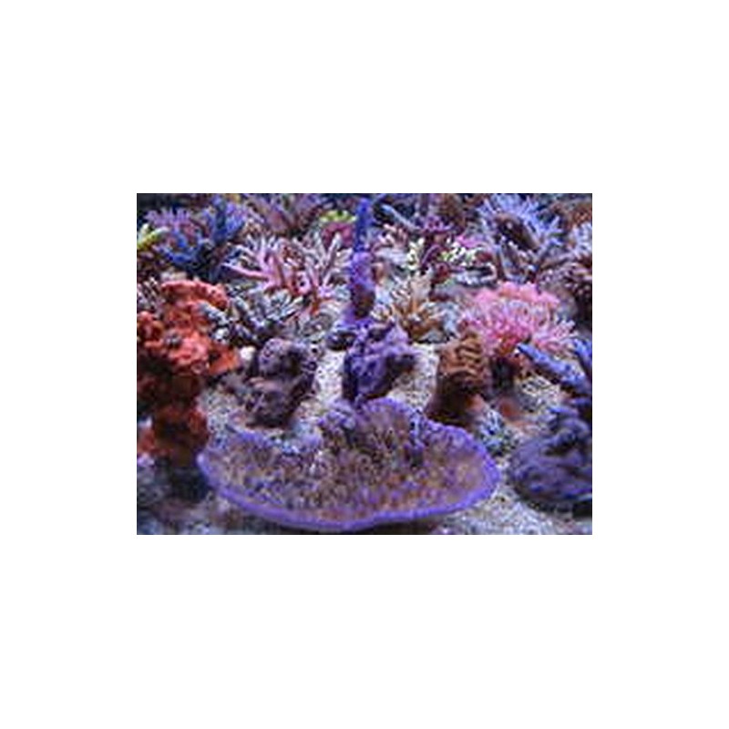 Korallenzucht.de Coral Snow 500 ml