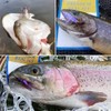 YZD Realistic Trout Hand Tie Fly Fishing Flies Collection Dry