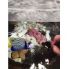 Norman's Nori Seaweed 25 Sheets 4"x7.5" For Saltwater Marine Fish
