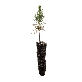 The Jonsteen Company Japanese Black Pine | Small Tree Seedling | The Jonsteen Company