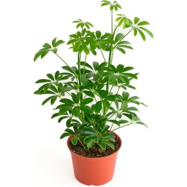 Shop Succulents Heptapleurum Arboricola, Live Indoor Plant, Low Maintenance Dwarf Umbrella Tree, Ideal for Home Decor, Office, and Room Enhancement, 6 Inch Nursery Pot