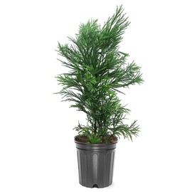Generic Yoshino Cryptomeria, Japanese Cedar, Evergreen Conifer, Blue-Green Summer Foliage, 3 gal, Nursery Pot (Due to Agricultural Laws, we Cannot Ship to CA, AZ, AK, or HI)