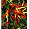 CEMEHA SEEDS - Seeds Indoor Ornamental Hot Pepper Mix Non