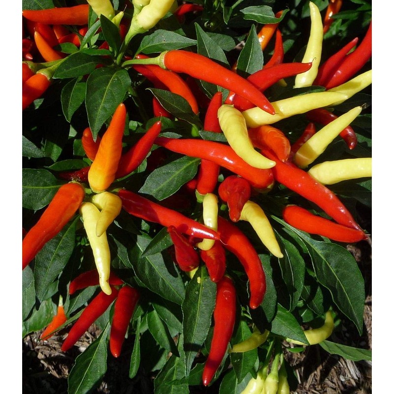 CEMEHA SEEDS - Seeds Indoor Ornamental Hot Pepper Mix Non