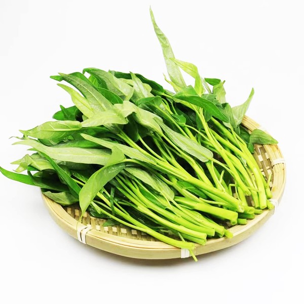 VISTATU 2000+ Kong Xin CAI Vegetable Seeds Water Spinach Kangkong