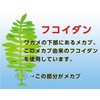 ファイン(FINE JAPAN) ファイン フコイダン 33日分 198粒入 サプリ サプリメント メカブ抽出物 アガリクスエキス末