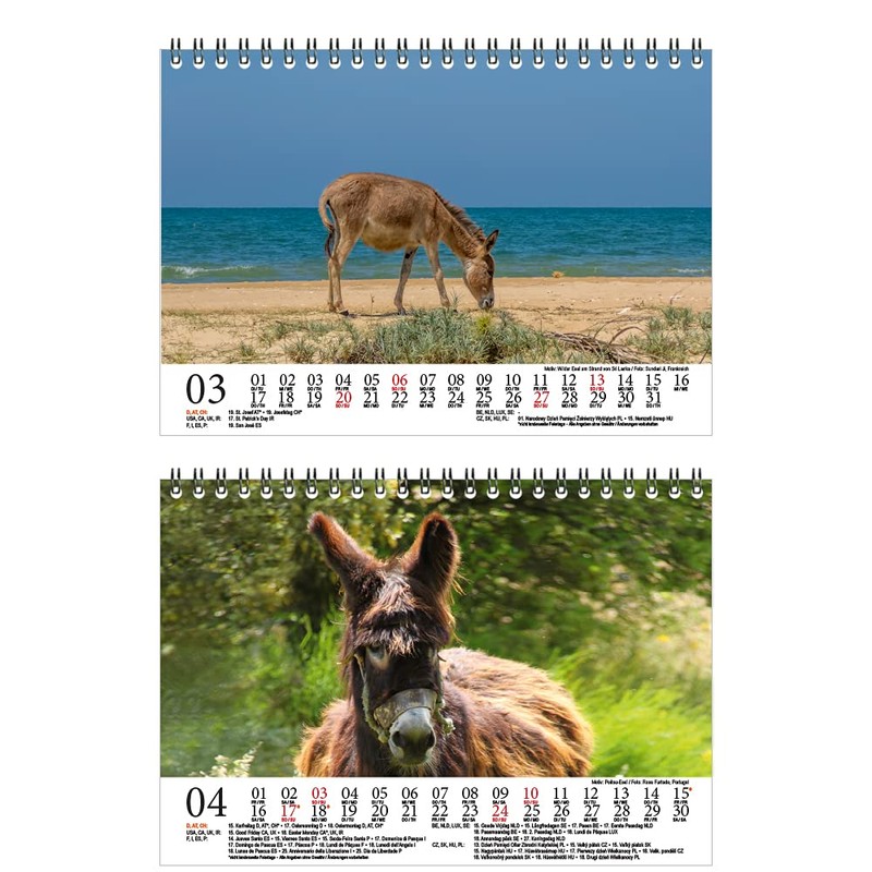 Eselzauber DIN A5 Desk Calendar for 2022 Donkey Seelenzauber