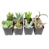 Succulents Box Weirdo Succulent Pack | Set of 2/4/6/8/10 Unique