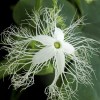 TomorrowSeeds Buag Ngu Snake Gourd |White Striped Green Serpent Luffa