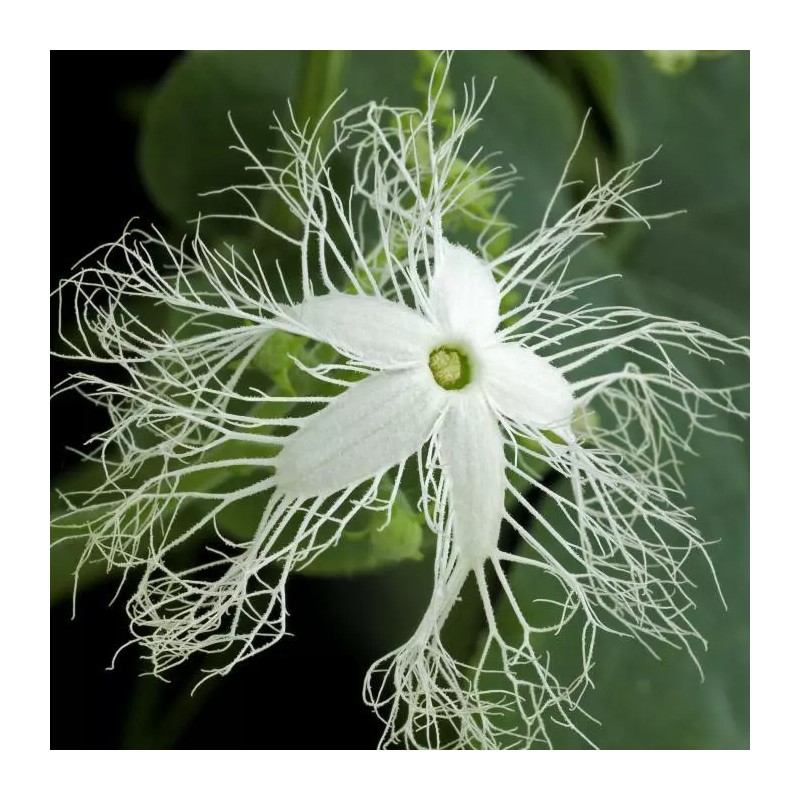 TomorrowSeeds Buag Ngu Snake Gourd |White Striped Green Serpent Luffa