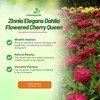Outsidepride Dahlia Flowered Cherry Queen Zinnia Seeds - 2000 Pcs