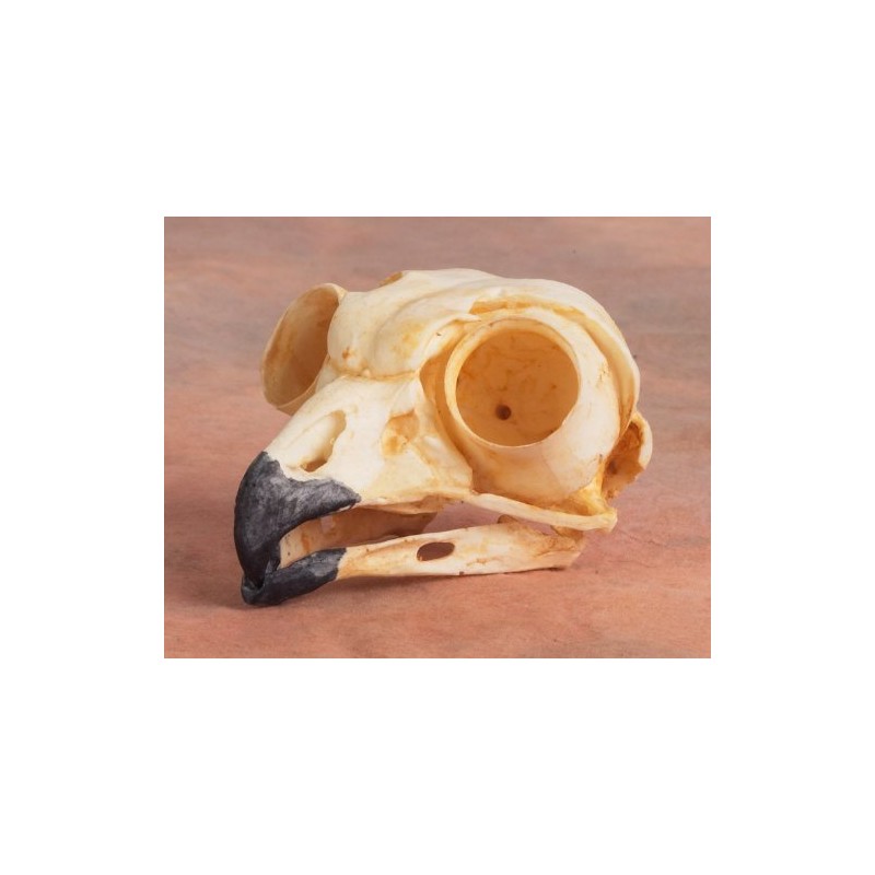 Great Horned Owl Skull Replica