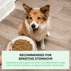 Open Farm, Ancient Grains Dry Dog Food for Puppies, Protein-Rich