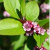 North America Black Cherry Tree Seeds, Prunus serotina Tree Seeds,