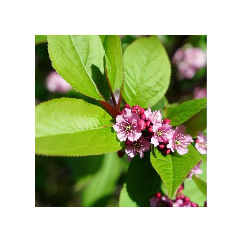 North America Black Cherry Tree Seeds, Prunus serotina Tree Seeds,