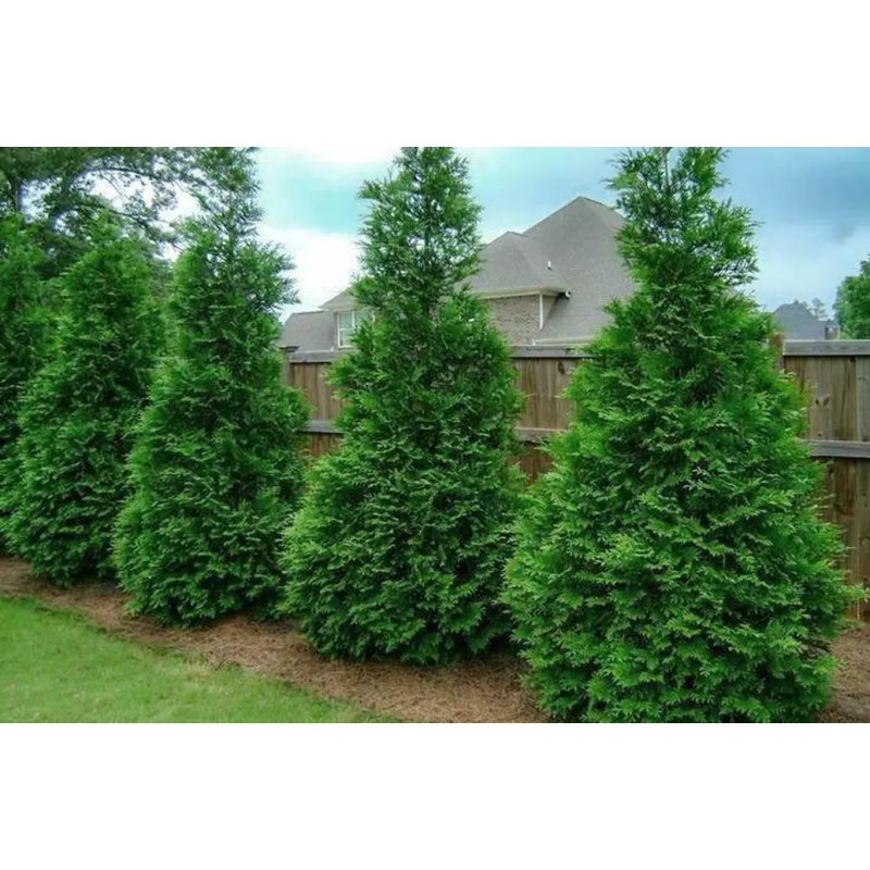 Tree 15 Thuja Green Giant Arborvitae Trees - 6-12" Tall