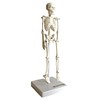 Cranstein A-134 Small Mini Skeleton Model 20 cm