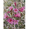 Proven Winners - Weigela florida My Monet (Weigela) Shrub, pink