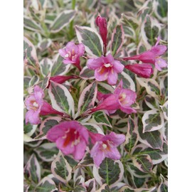 Proven Winners - Weigela florida My Monet (Weigela) Shrub, pink flowers, #2 - Size Container