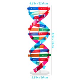 NUOBESTY 1 Set DNA Model, Double Helix Human DNA Model Toy Science Education Toy Biology Decor for Classroom, 4.56 x 4.56 x 12.99 Inch