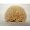 Naturschwamm P130 Premium