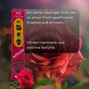 Morning Star Selection Set - 3 Varieties of 50 Sticks