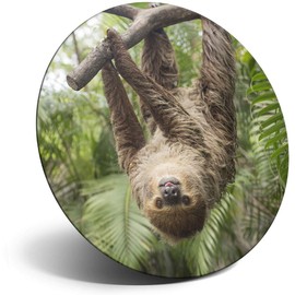Destination Vinyl ltd Magnet for Refrigerator, Fridge - Cute Funny Jungle Sloth Animal for Office, Cabinet and Whiteboard, Magnetic Stickers, 2837
