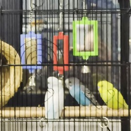 1pc Bird Mirrors for Cage Acrylic Mirror with Edge Metal Hanging Loop Keeping Birds Occupied and Engaged Parrot Mirror for Cage