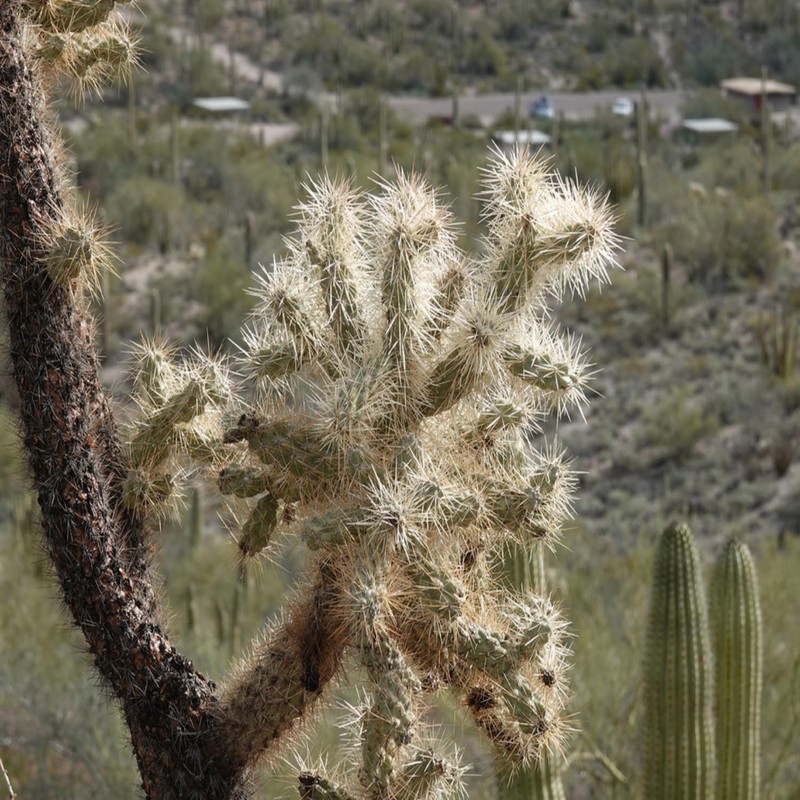1 UNROOT Cutting 3-5 INCHES Cylindropuntia fulgida VAR. fulgida 'Jumping