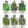 Seed Needs Culinary Herb Seed Collection for Planting an Indoor