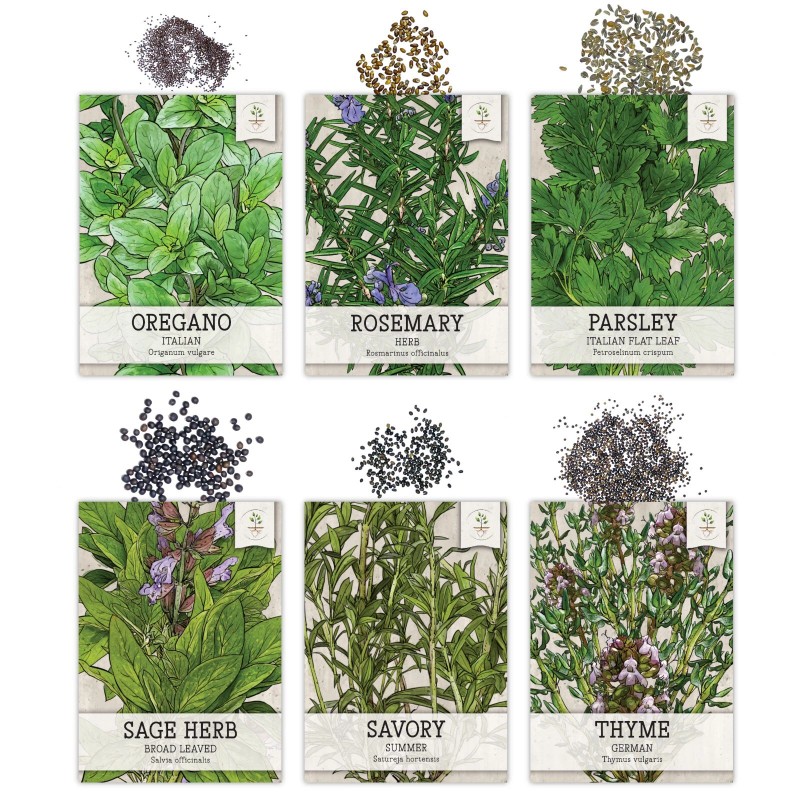 Seed Needs Culinary Herb Seed Collection for Planting an Indoor
