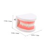 ABOOFAN Dentals Typodont Teaching Model for Demonstration and Practice Flossing